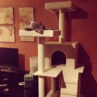New 72" Large Cat Tower Tree with Condo House Scratcher Post with US Warranty  Scratching Post 