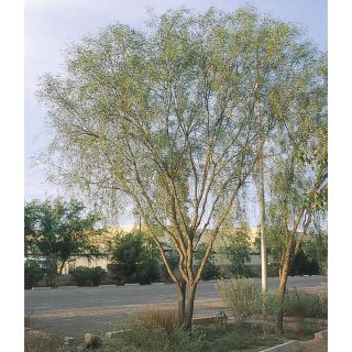 108.34 Gallon Willow Acacia (L7642)