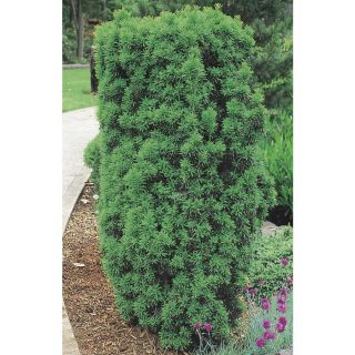 3.63 Gallon Flowers Upright Yew (L4609)