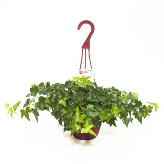 Exotic Angel Plants Ivy Green in 1.45 Quart Hanging Basket