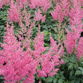 1 Gallon Rheinland Astilbe