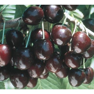 3.74 Gallon Supersweet Cherry Tree (L24796)