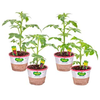 Bonnie 25 oz Better Bush Tomato, Patio Tomato, Husky Cherry Red Tomato Plant