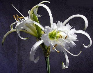 'Peruvian White Daffodil' Bulb   18/+ cm   Hymenocallis festalis   Unusual Bloom  Daffodil Plants  Patio, Lawn & Garden
