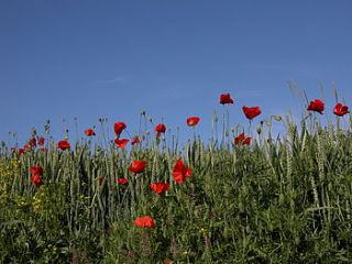 plantable mat of poppy seeds by wildflower favours