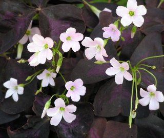 Rare 'Purple Rain' Shamrock Plant   Easy Houseplant   Oxalis   4" Pot  Plant Seed And Flower Products  Patio, Lawn & Garden