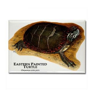 Eastern Painted Turtle Rectangle Magnet by wildlifearts