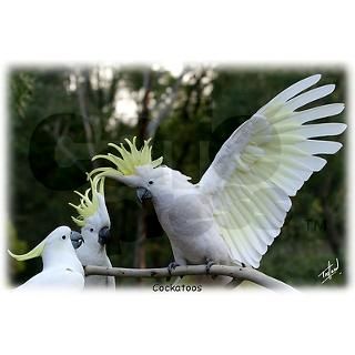 Sulphur Crested Cockatoo 9Y319D 079 Greeting Cards by Traffordphotos3