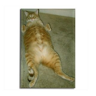 Fat Cat Belly Rectangle Magnet by Onyxwolf99