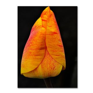 Trademark Art Perfect Red and Yellow Tulip by Kurt Shaffer