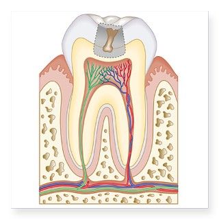 Cross section biomedical illustration of tooth dec by GettyImages