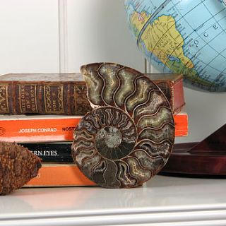 ammonite fossil by junior geo