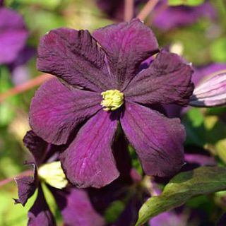 romatic plant gift clematis romantika by giftaplant