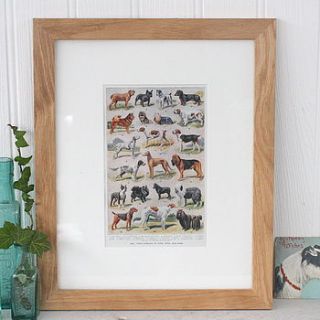 framed vintage dog types bookplate print by magpie living