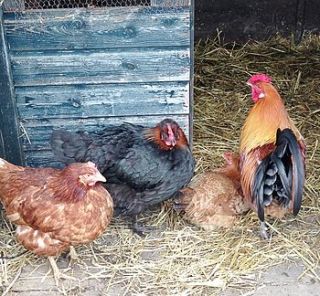 chicken friendly seed kit by the little lancashire smallholding