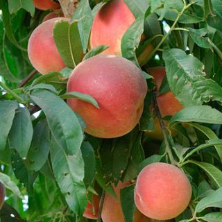 fruity gift patio nectarine tree by giftaplant