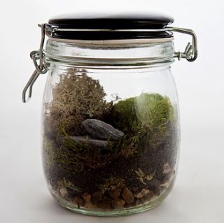moss terrarium by living gems