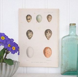 antique bird's egg bookplate print by magpie living