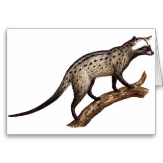 Civet Asian Palm Civet Animal Card