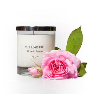 no seven organic candle by the rose tree