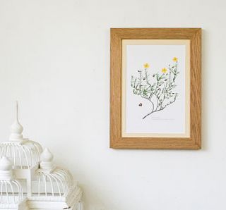 'rock rose' framed vintage print by bonnie and bell