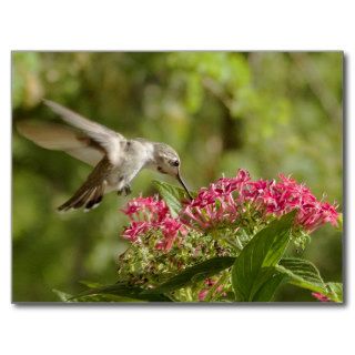 Hummingbirds 105 postcards