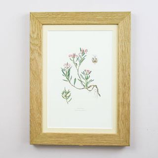 framed vintage print 'bog rosemary' by bonnie and bell