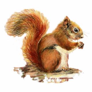 Cute Squirrel  Watercolor Animal Nature Photo Cutout