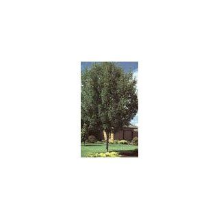 Raywood Ash Tree    12 by 12 Inch Container  