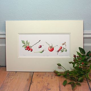 'rose hips' limited edition print by the botanical concept