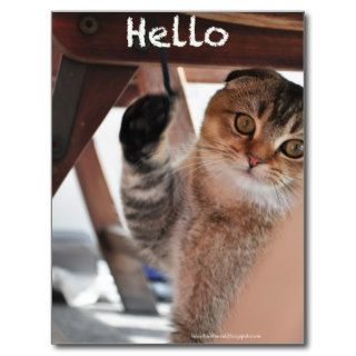 Cute Scottish fold noodles cat say hello postcard
