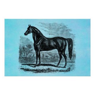 Vintage 1800s Horse   Morgan Equestrian Template Poster