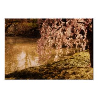 Weeping Cherry Blossoms in Sunlight Print