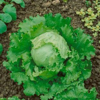 400 Vegetable Seeds, Lettuce "Great Lakes 118" (Lactuca sativa) Seeds By Seed Needs  Lettuce Plants  Patio, Lawn & Garden