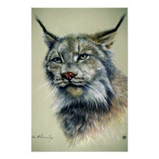Lynx (head study) posters