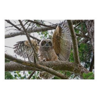 Baby Owl Picture Print