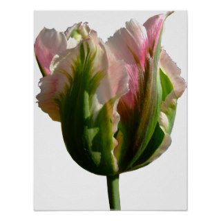 Pink Petals Tulip Poster