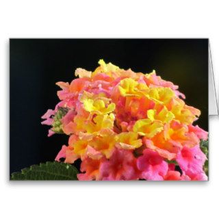 Yellow And Pink Flowers Greeting Cards