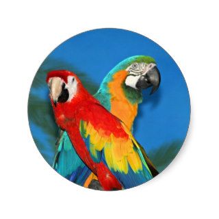 Parrots X Round Stickers