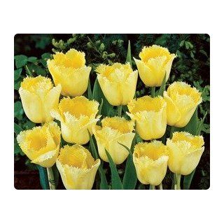 Fringed Elegance Tulip Seed Pack of 50 Patio, Lawn & Garden