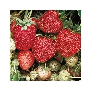 Shop Strawberry Sparkle Supreme Home Orchards at the  Home Dcor Store. Find the latest styles with the lowest prices from GA