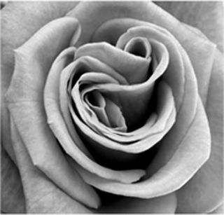 rose close up indoor and outdoor canvas by outerprint