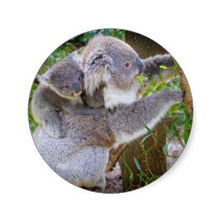 Cute baby koala bear with mom in a tree stickers