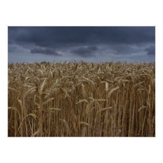 A field of wheat under a dark, threatening sky