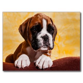 small boxer puppy/little boxers puppy postcard