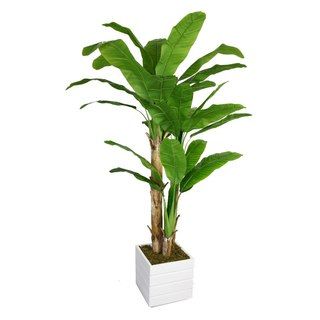 Laura Ashley 78 inch Tall Banana Tree With Real Touch Leaves In Fiberstone Planter