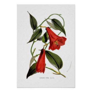 Lapageria rosea posters