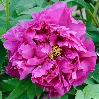 scented chinese tree peony by giftaplant