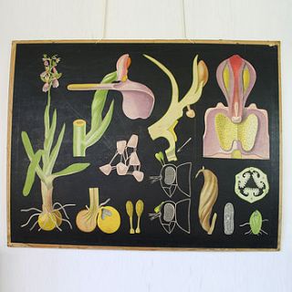 vintage botanical chart 'orchid' by bonnie and bell