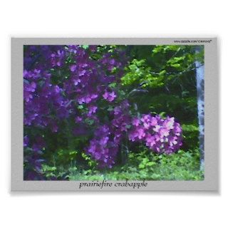 Prairiefire Crabapple ~ print